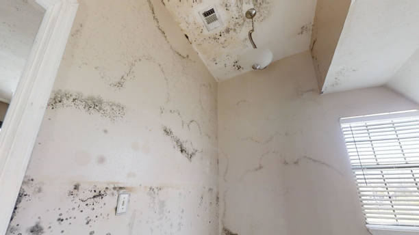 Best Commercial Mold Inspection  in Pineville, KY