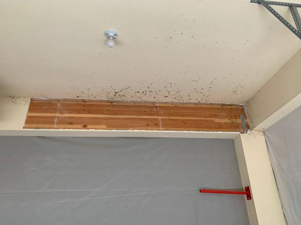 Best Basement Mold Removal  in Pineville, KY