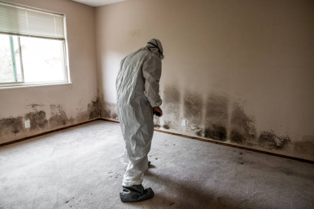 Best Mold Odor Removal Services  in Pineville, KY